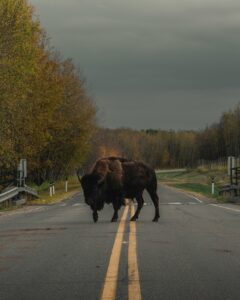 Bison in middle of road in Canada